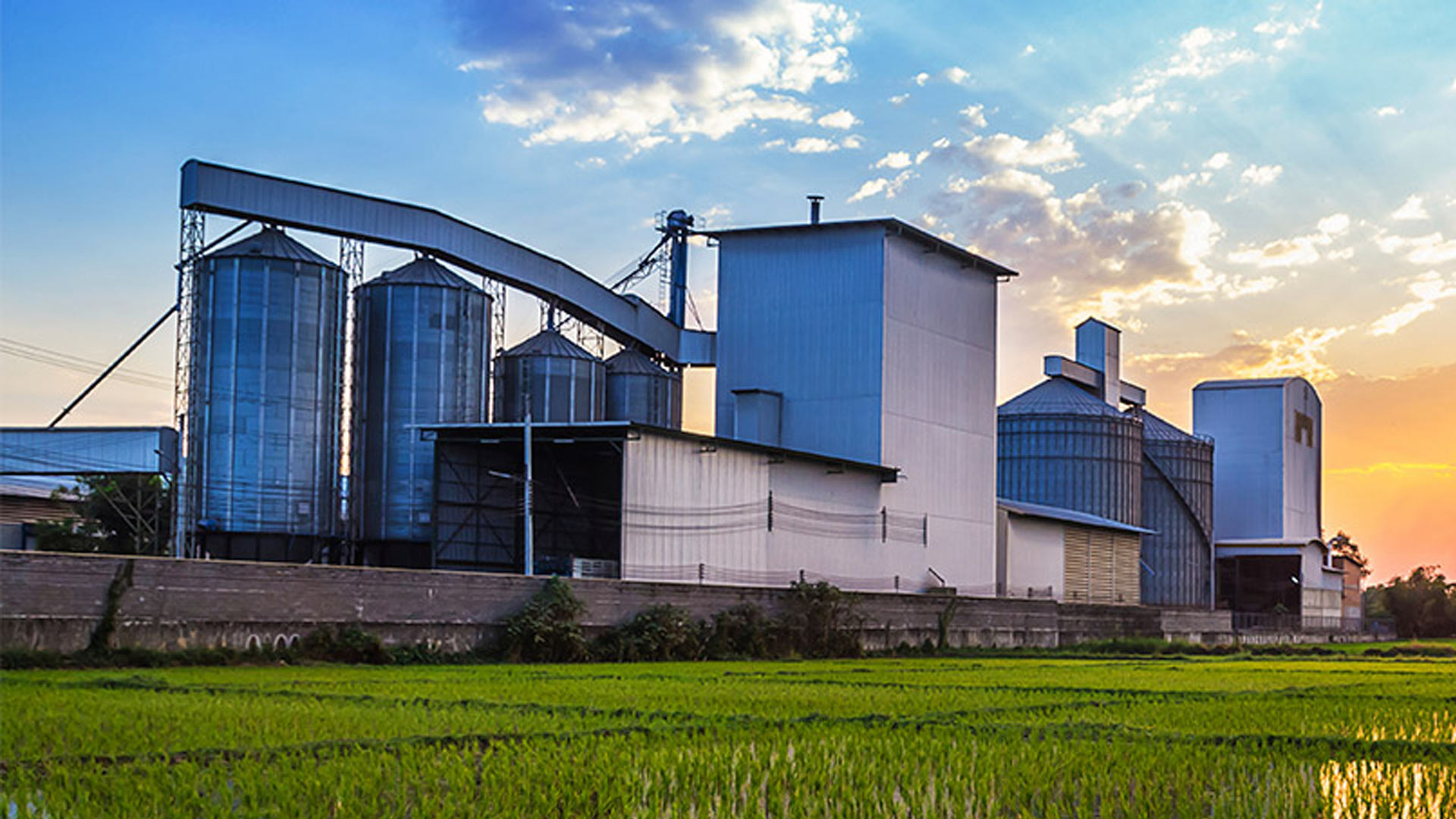 Experience the rice revolution